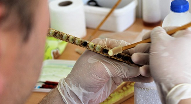 'Ramazan ayında enerjinizi arı ürünleri ile koruyun'