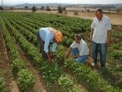 Organik tarıma teşvik desteği