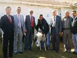 10 çiftçiye 200 koyun