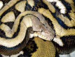 Ankara'da yılan zehiri operasyonu