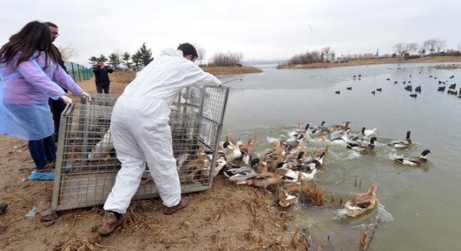 150 ördeğin yeni evi Moğan