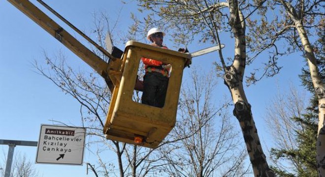 20 bin ağaca budama
