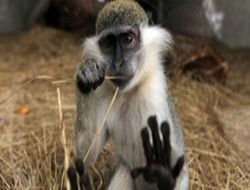 Büyükşehir Hayvan Satıyor!