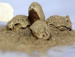 Başkent'ten kral sofralarına altın hurma