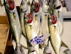 Lüferde ‘bolluk' kısa sürdü