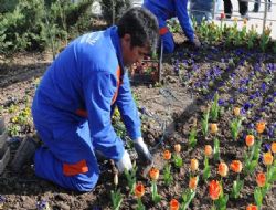 250 bin kış çiçeği dikildi