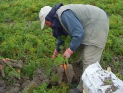 Türkiye'nin havucu Ankara'dan
