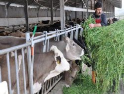 Ankara'nın sütü bardağı doldurdu
