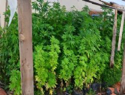 Beypazarı'nda uyuşturucu baskını