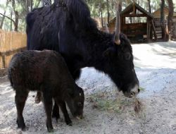 Göç sonrası yavru sevinci