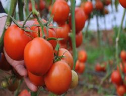 Tarım zararlılarına karşı yeni yöntem