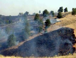 100 dekar arazi küle döndü