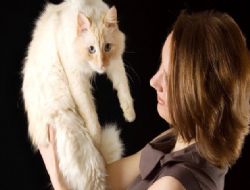 Kediler yarışıyor