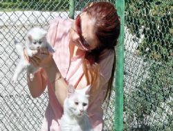 Kedi güzelleri sergide