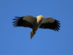 Küçük akbabalar dönüşe geçti