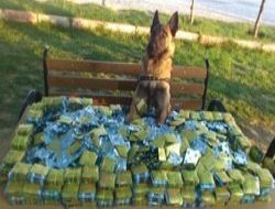 Jandarma kaçağa geçit vermedi