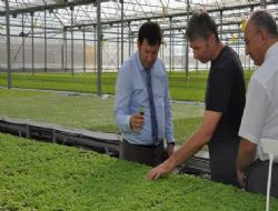 Beypazarı'ndan Türkiye'ye fide