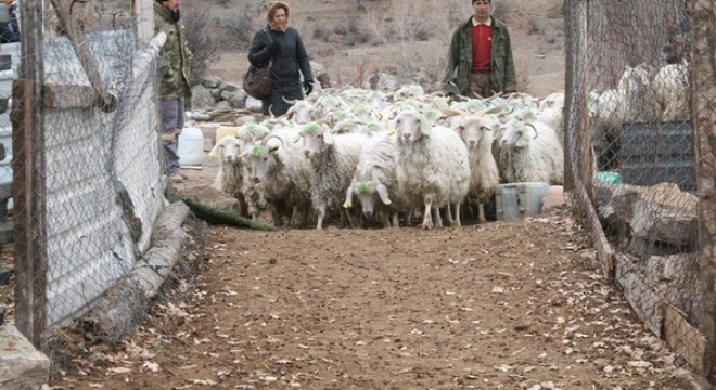 32 aileye keçi desteği