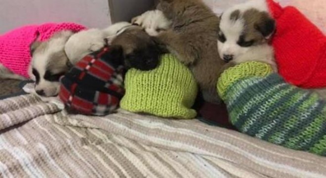 32 yavru köpeğe yaşam dokunuşu