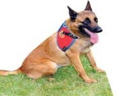 Uyuşturucuyu ‘Ateş' yakaladı