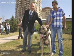 Çoban Köpekleri Yenimahalle'de Yarıştı