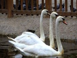 Kuğular yuvaya dönüyor