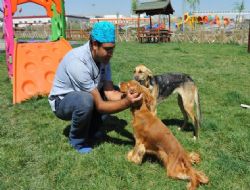 Sokak canlılarına ambulans ve tedavi