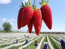 Ankara'ya çilek sevkiyatı başladı