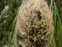 Ajan böceklere verilen destek beş kat arttırıldı