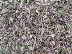 Tıbbi ve aromatik bitki cennetiyiz