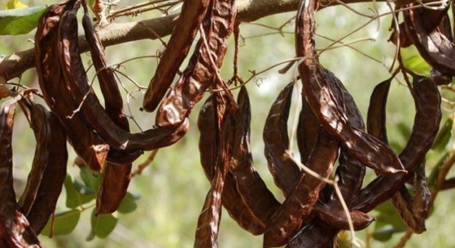 Avicenna Marka Müdürü Kimyager Ömür Çalşimşek: Keçiboynuzu özünü diyabetliler de kullanabilir