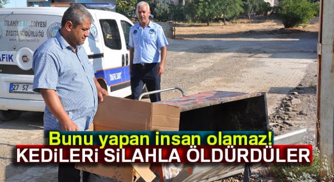 Bunu yapan insan olamaz: Kedileri silahla öldürdüler