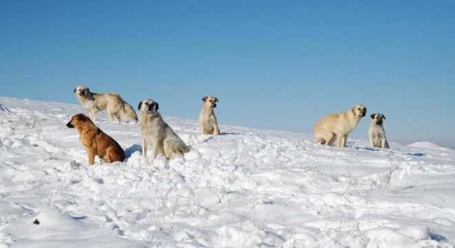 Can dostlar aç kalmasın