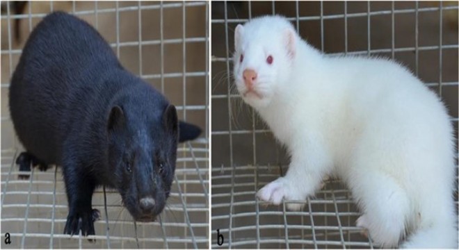 Danimarka'da corona virüsü vizonlara bulaştı