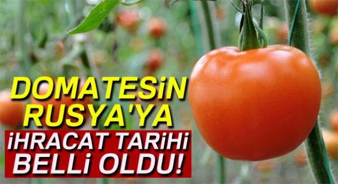 Domatesin Rusya'ya ihracat tarihi belli oldu
