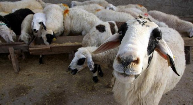 Ette ithalat yerine 'üretim artmalı'