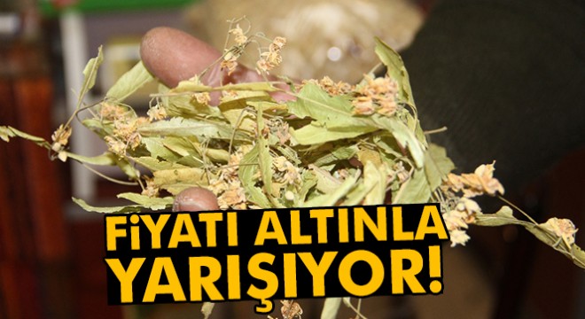 Ihlamur fiyatları altınla yarışıyor