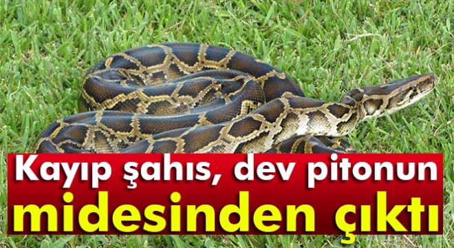 Kayıp şahıs, dev pitonun midesinden çıktı