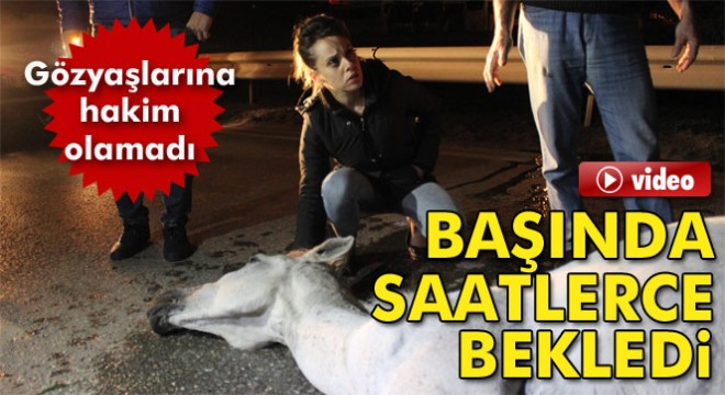 Kazada iki ayağı kırılan atın başında saatlerce bekledi