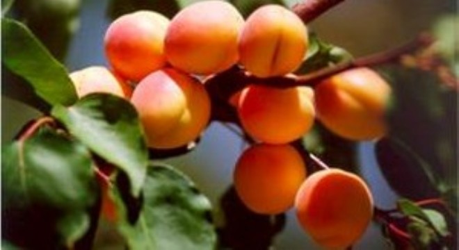 Malatya kayısısı tescil bekliyor