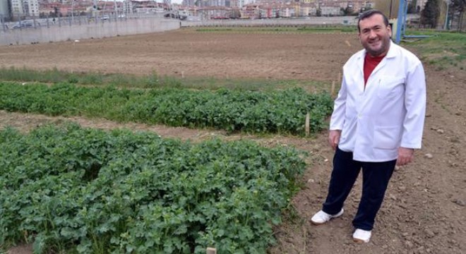 Organik ranta dikkat!