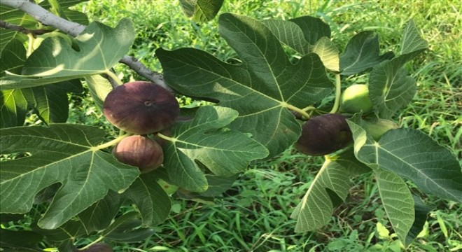 Siyah incir ihracatı 30 Temmuz'da başlıyor
