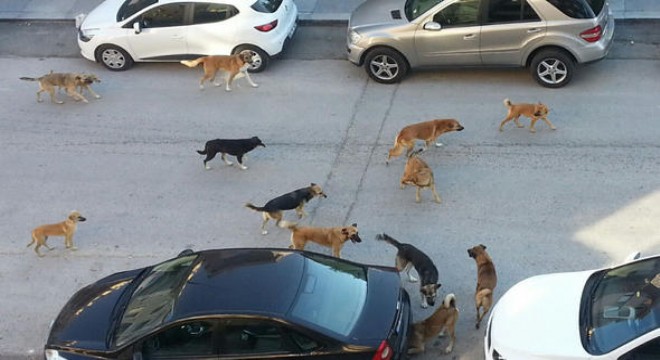 Sokak köpekleri için ‘acil çağrı'