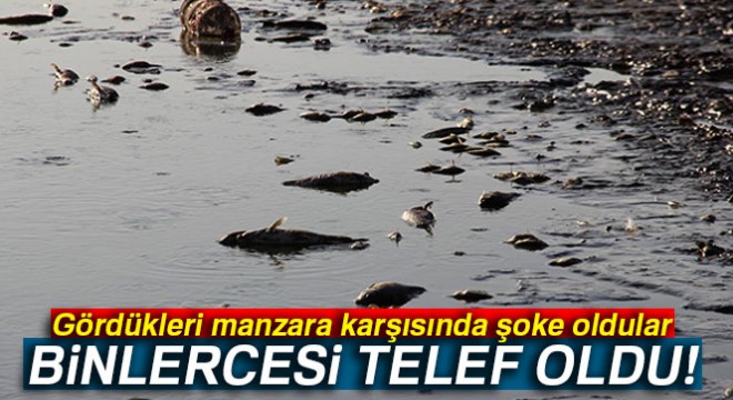 Sular çekilince binlerce balık telef oldu