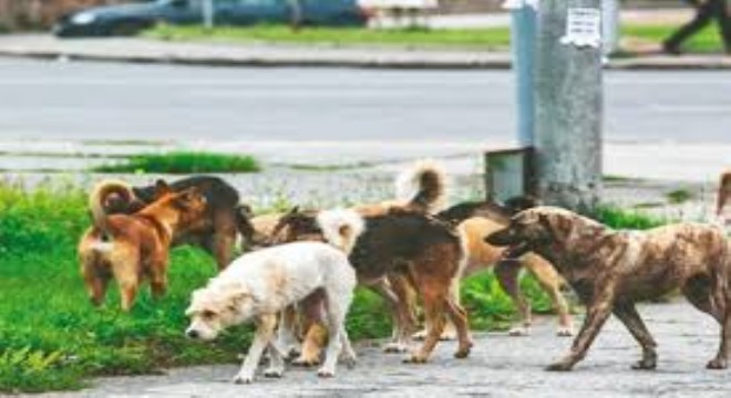 Tarım ve Orman Bakanlığı'ndan Sahipsiz Hayvanlar İçin Yeni Düzenlemeler