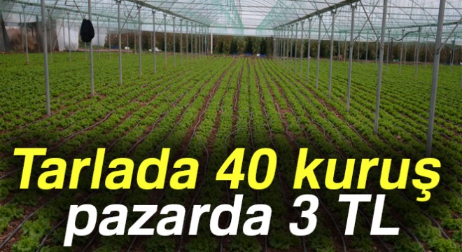 Tarlada 40 kuruş, pazarda 3 TL