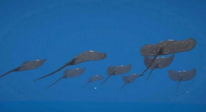 Türklerin yaptığı 'Silahlı İnsansız Deniz Aracı 'Wattozz Projesi' tüm dünyada yankı uyandırdı